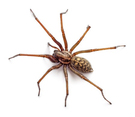 Spider Control & Extermination in WNY | Amherst Exterminators