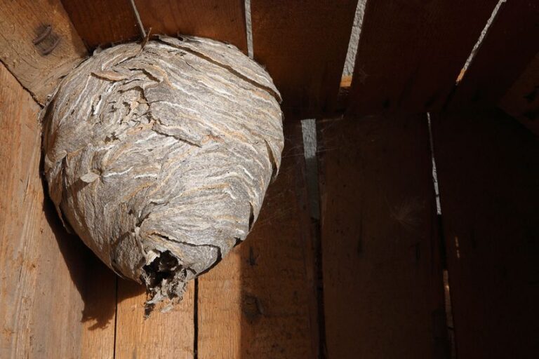 The Dangers of Hornets on Your Property - Amherst Exterminators