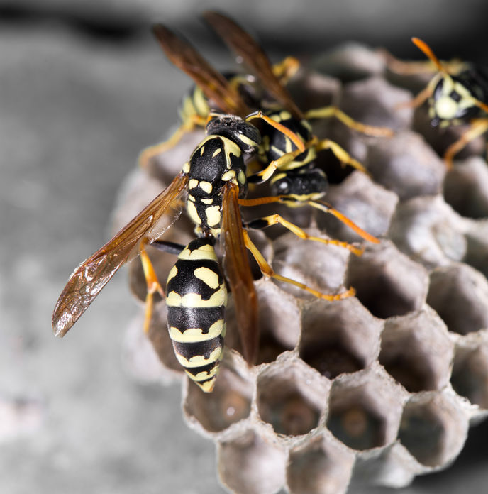 How to Identify Yellow Jackets and Protect from Being Stung - Pretty Handy  Girl